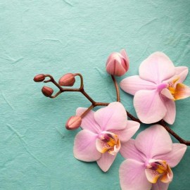 cat_orchid