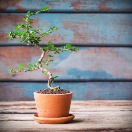 shutterstock_327050708