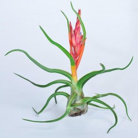 Bolbusa
