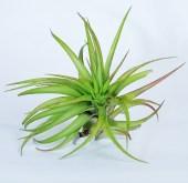 Brachycaulos