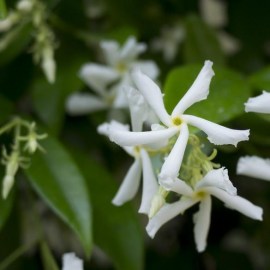 Trihlosfermum