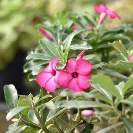 adenium