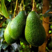 avocado