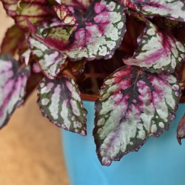 begonia_Salsa28