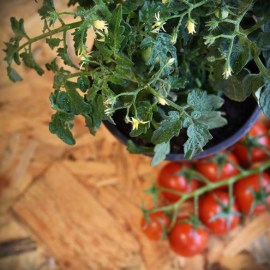 cherry_tomatos7