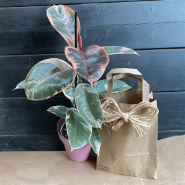 ficus-pack-2