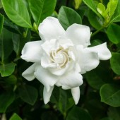 gardenia