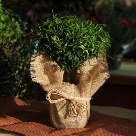 giftadas