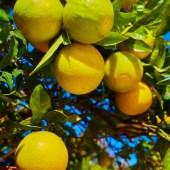 grapefrut