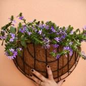 hanging_pot_kokos_half26