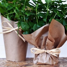 herbs