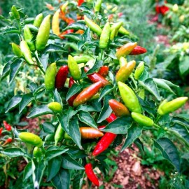 hot_pepper