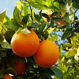 orange_taburi2