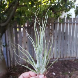 seleriana