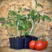 tomato_pack