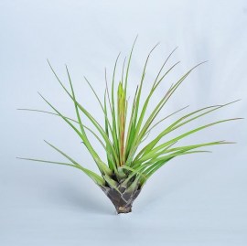 tricolor